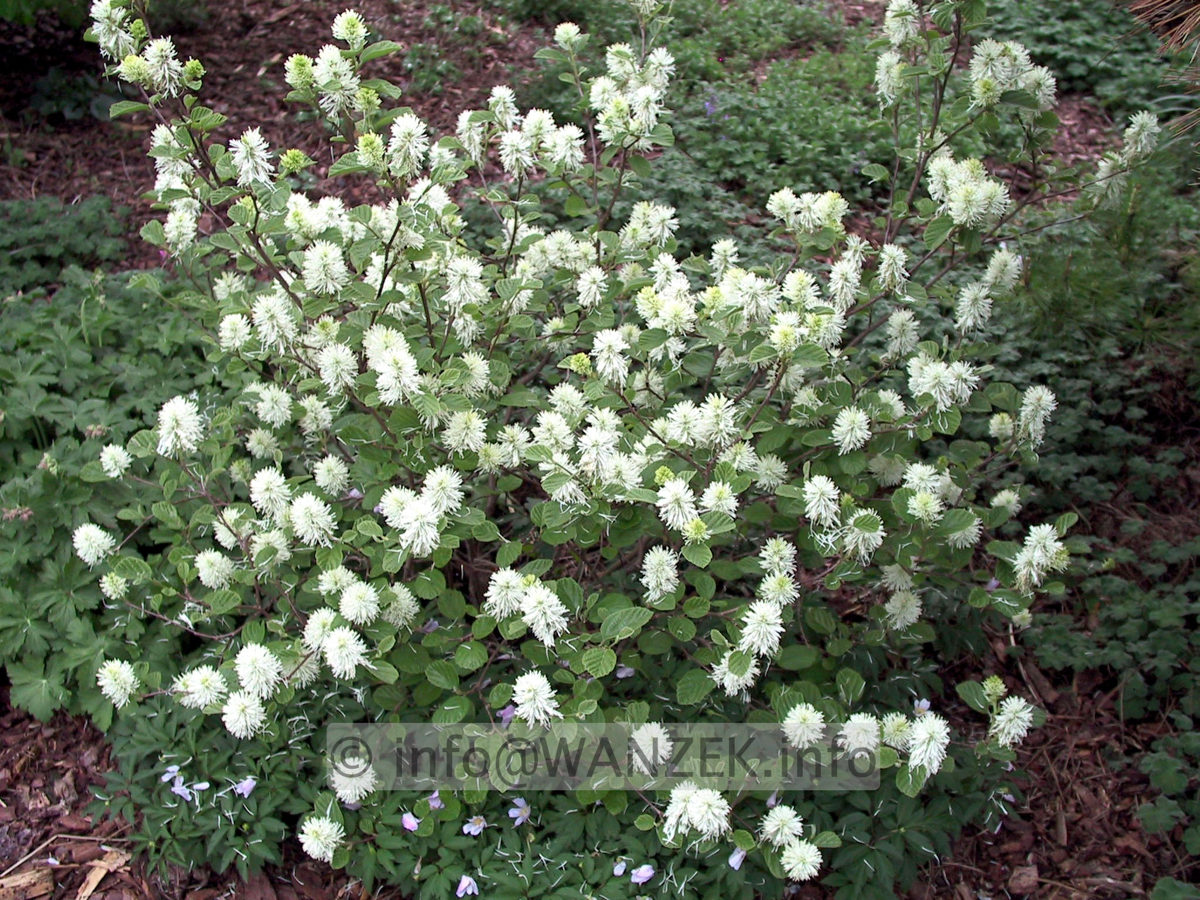 Fothergilla gardenii - bluehend+.JPG